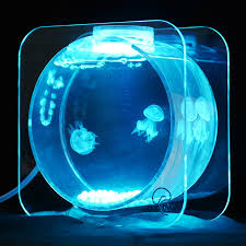 The most popular of our pet jellyfish, moon jellyfish are unique for their opaque white colour and relaxing free flowing movement. Moon Jellyfish Pet Pet S Gallery