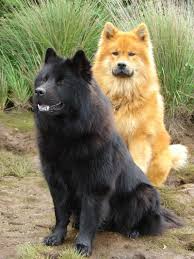 Sundog eurasiers, located in beautiful nanaimo on vancouver island in british columbia, canada. 64 Eurasier Puppies Ideas Eurasier Puppies Dogs