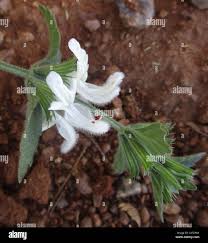 Image result for Leucas glabrata