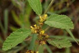 Image result for Waltheria indica