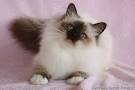 Birman Kittens For Sale