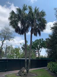 Image result for Sabal domingensis