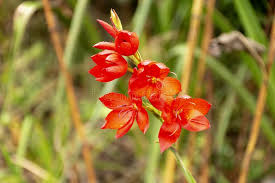 The most conspicuous components of the flora are evergreen sclerophyllous plants, many with ericoid leaves and gracile habit, as opposed to timber forest. 2 044 African Flower Red South Photos Free Royalty Free Stock Photos From Dreamstime