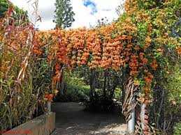 Kaktus centong (opuntia cochenillifera) merupakan species kaktus yang lumrah dijadikan makanan bagi hewan dan manusia di luar negeri (dalam bahasa inggris tanaman ini disebut prickly pear). Jual Produk Bibit Tanaman Merambat Termurah Dan Terlengkap Juni 2021 Bukalapak