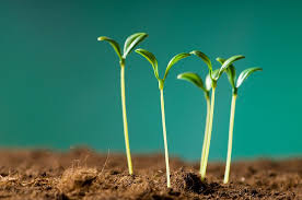 Grants For Nonprofit Organizations Farm Aid Farm Nonprofit Organization Family Farmer