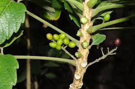 Image result for Brucea antidysenterica