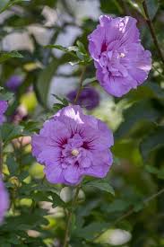 Image result for Hibiscus syriacus Violet Clair Double