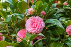 Persistant, écologique, permaculture haie libre, haie fleurie: 1001 Haies Fleuries Avec Arbustes Decoratifs