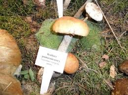 Pod względem rodzaju trucizn występujących w grzybach oraz ich oddziaływania na organizm człowieka dzieli się grzyby trujące na 10 grup. Grzyby Trujace Artykuly Dziennik Zachodni