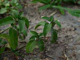 Image result for Justicia exigua