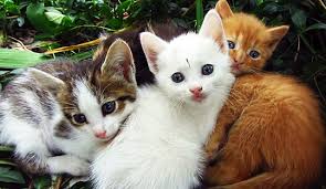orange cat gifs | WiffleGif