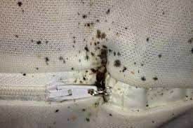 There are some indicators that can give you a clue of the presence of bed bugs in your couch. Murphy Bed With Couch In Front Best Collections Of Sofas And Couches Sofacouchs Com Leather Bed Leather Sofa Bed Bugs
