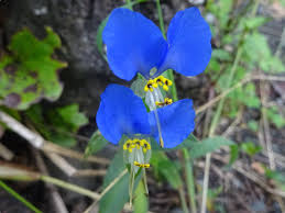 Image result for Commelina kotschyi