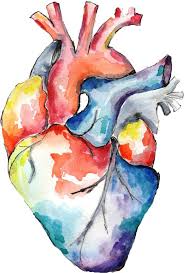 Know A Medico Or Anatomy Enthusiast With A Massive Multicolour Heart Show Them You See The Wonderful Work Their Ticker Is Do Art Watercolor Heart Anatomy Art