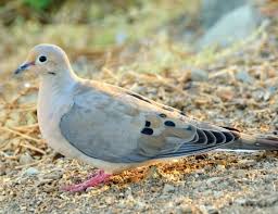 Merpati dan dara termasuk dalam famili columbidae atau burung berparuh merpati dari ordo columbiformes, yang mencakup sekitar 300 spesies burung kerabat pekicau.dalam percakapan umum, istilah dara dan merpati dapat saling menggantikan. Burung Dara Ciri Ciri Jenis Keunikan Dan Cara Merawatnya