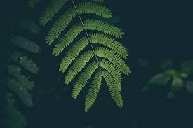 Search free amoled 4k wallpapers wallpapers on zedge and personalize your phone to suit you. Green Leaves 1080p 2k 4k 5k Hd Wallpapers Free Download Wallpaper Flare