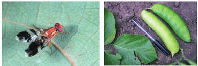 Image result for Crepidorhopalon whytei