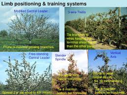 Saturate the soil to a depth of 2 to 3 feet. Ppt The Science Of Fruit Tree Pruning And Training Powerpoint Presentation Id 5415770