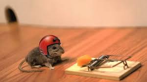 Check spelling or type a new query. Cara Halau Tikus Paling Mudah Dan Berkesan