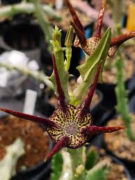 Image result for Tridentea marientalensis