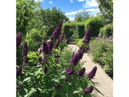 Image result for Komule empire blue