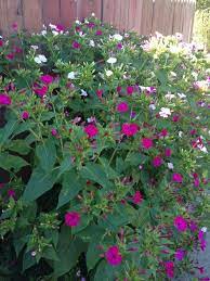 Garden Answers Plant Identification Plants Plant Identification Free Plants