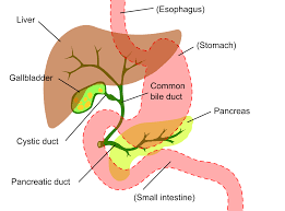 Liver pathophysiology and schematic diagram. Bile Duct Wikipedia