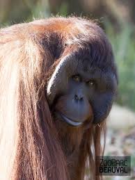 « un animal blanc et long, plus grand qu'un âne mais plus petit qu'une mule, qui pose sa patte aussi loin que le regard peut porter 2. Epingle Sur Impressionnants Grands Singes
