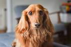 Dachshund Puppies | Miniature Long Haired Dachshunds