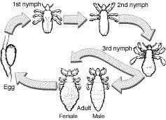 Image result for lice life cycle