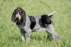 Image result for malý modrý gaskoňský honič