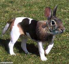 They make people feel connected with the wilderness outside. Rabbit Dog Hybrid Photoshopped Animals Animal Mashups Weird Animals