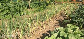 However, the best security is a home garden which always produces food for home. Growing Enough Food To Feed A Family