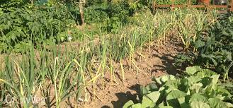 You generally get more yield in a small space if you garden in wide rows.in how to grow more vegetables, intensive gardening guru, john jeavons, says you'll need about 200 sq.ft. Growing Enough Food To Feed A Family