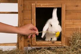 Free cancellation, book @rs.1 online hotel bookings all over the world. The Best Rabbit Hotel In Amsterdam Doa