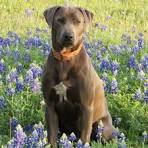 Blue Lacy/Texas Lacy Puppies for Sale - Adoptapet
