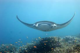 Giant Manta Ray Swimming Above A Reef Giant Manta Manta Ray Manta