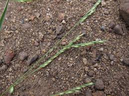 Image result for Panicum subalbidum