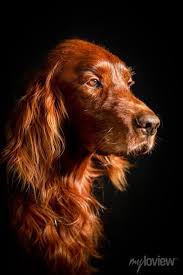 Image result for irský setr