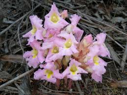 Image result for Harveya alectroides