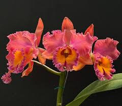 Image result for Helixanthera garciana