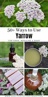 50 Ways To Use Yarrow In 2020 Healing Herbs Medicinal Herbs Herbalism