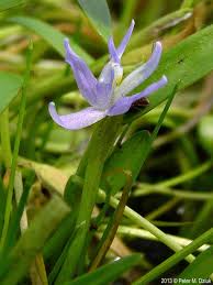 Image result for Heteranthera