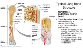 Blood and haemopoietic tissue 7. General Structure Clinical Anatomy Operative Surgery Facebook