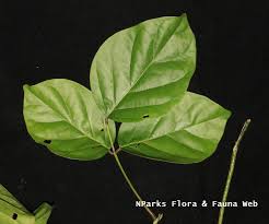 Image result for Canavalia cathartica