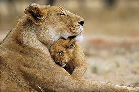 Super Cute Animals Showing Affection Super Cute Animals Animals Beautiful Lioness And Cubs