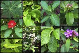 Image result for Hypoxis monanthos