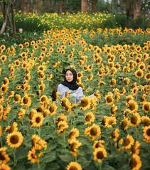Warna kuning cerah bunga matahari menunjukkan keceriaan, rasa percaya diri dan kekaguman yang sangat cocok untuk memeriahkan moment istimewa anda. Paling Bagus 23 Bunga Matahari Di Bandung Gambar Bunga Indah