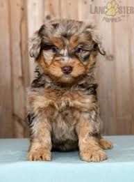 $100 doodle puppy discount for military, veterans, firefighters, emts, police officers. Cinnamon Mini Aussiedoodle Puppy For Sale In Fresno Oh Lancaster Puppies Aussiedoodle Puppies Cute Baby Cow