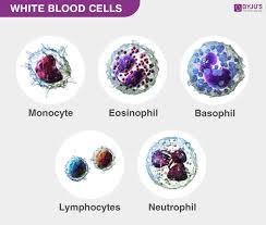 Blood Composition Functions Types Blood Vessels